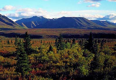 Taiga, Alaska: Abenteuer Alaska - Borealer Nadelwald im goldenen Herbstlicht
